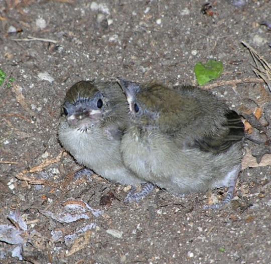 Capinera  Sylvia atricapilla. la storia.